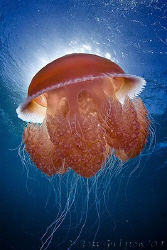 Red Jellyfish backlit by sun.  Ningaloo Reef, Western Aus... by Ross Gudgeon 